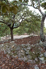 RESTOS ARQUEOLOGICOS