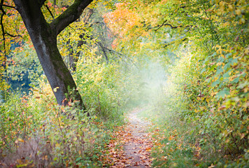Morning fog in a city park in the fall.