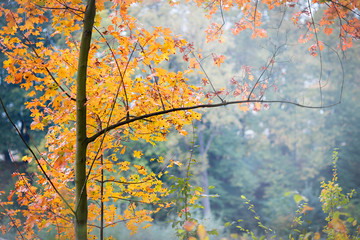 Morning fog in a city park in the fall.