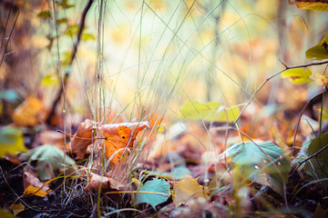 Autumn leaves in the grass, close-up, shallow depth of field