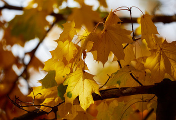 Yellow maple leaves. Shallow depth of field.