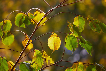Shallow depth of field.