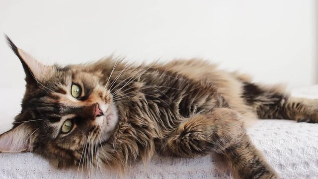 tabby maine coon cat lying down and stretching its paw towards the camera