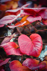 Red leaves close up