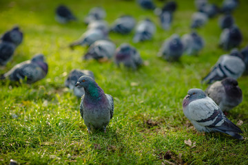 Pigeons on the green grass in a city park.
