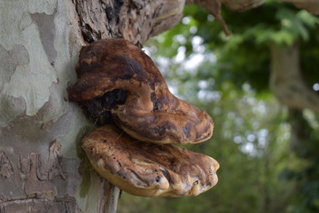 Pilz an einem Baum