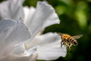 Close up of wild bee in mid-air next to white flower