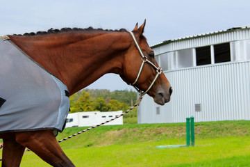Cropped shot of a horse wearing a blanket, horizontal view. Animals. Dressage concept. 