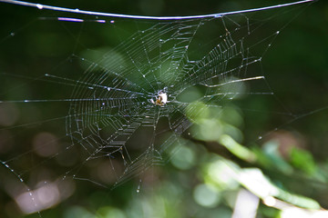 Spinnennetz