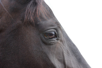 Cropped portrait of black horse, overexposed image. Close up shot - eye of black horse. Animals, farm, pets concept. 