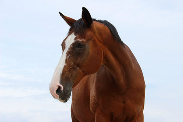 Fototapeta premium Blurred image of a horse over blue sky background. Brown horse, close up. Horse outdoors.