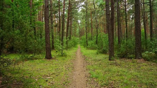 Walking the forest road with green grass on the sides. Empty ground road through green pine wood. Time lapse video 