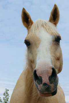 Blurred image of a horse over blue sky background. Brown horse, close up. Palomino horse outdoors. 
