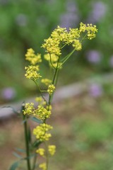 Yellow patrinia blooms in autumn, it is also used for herbal medicine with antipyretic effect.