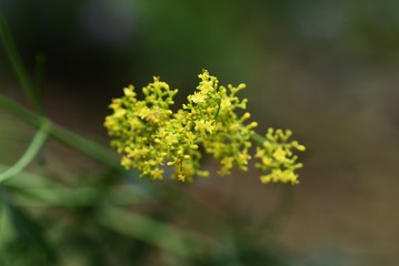 Yellow patrinia blooms in autumn, it is also used for herbal medicine with antipyretic effect.