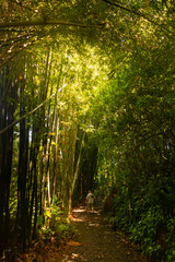 Man walking through Bamboo Forest