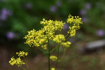 Yellow patrinia blooms in autumn, it is also used for herbal medicine with antipyretic effect.
