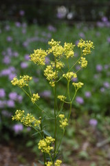 Yellow patrinia blooms in autumn, it is also used for herbal medicine with antipyretic effect.