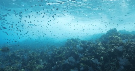 School of Pacific Creolefish from the reefs of the sea of cortez, mexico.