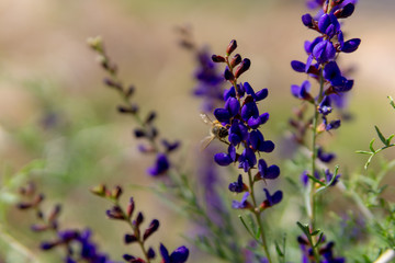 Bumble Bee in Purple Flower