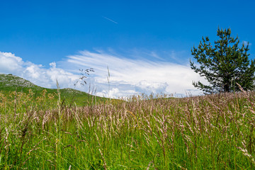 Green field and Blue Sky and a Tree