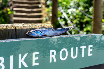 Dry Fish on Bike Rout Sign
