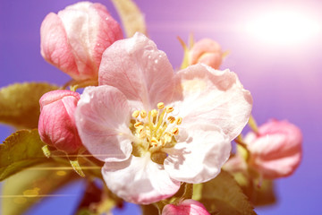 Fototapeta na wymiar flowers of an apple-tree