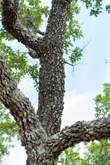 RESTOS ARQUEOLOGICOS