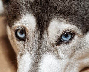 blue husky eyes