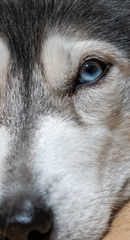 husky eye