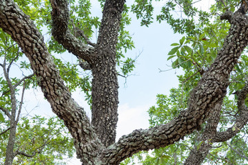 RESTOS ARQUEOLOGICOS