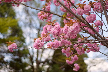 Kirschblüten in Japan