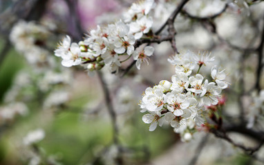 Pear tree blossom on green purple background