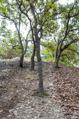 RESTOS ARQUEOLOGICOS