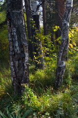 Fototapeta premium Autumn landscape on the banks of a forest river on a sunny warm day.