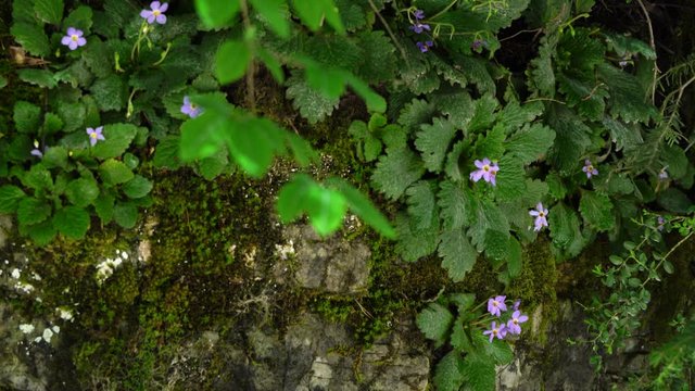 OREJA DE OSO (Ramonda myconi), Bujaruelo valley, Sobrarbe, Huesca Province, Aragon, Spain, Europe
