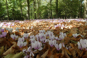 Wild Cyclamen and Autumn Leaves