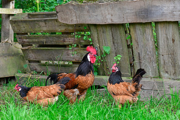frelaufende Vorwerkhühner / Haushuhn - Vorwerk chicken