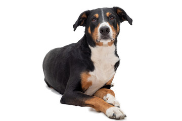 Cute appenzeller mountain dog laying down side ways, head up looking with sweet eyes straight ahead at camera. Isolated on white background.