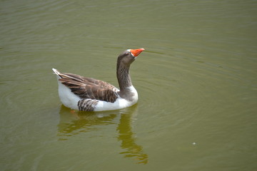 goose in water