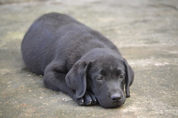 Filhote de labrador