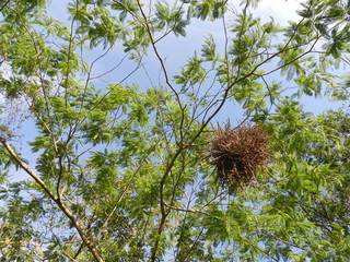 Ninho de pássaro na árvore