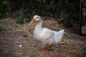 Portrait of beautiful heavy white duck. Duck stands on the ground with blurred background. Domestic animal