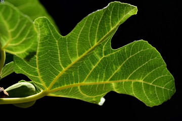 Closeup of a green fig leaf at fig tree in summer in Italy