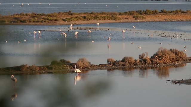 Flock of pink flamingos walking and eating in a pond at sunset, with a defocused tree leaves in the foreground. Sardinia, Cagliari.