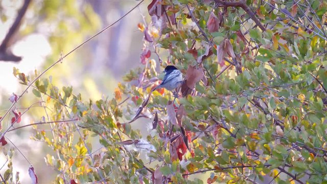 Black faced puffback bird, Hwange National Park Zimbabwe
