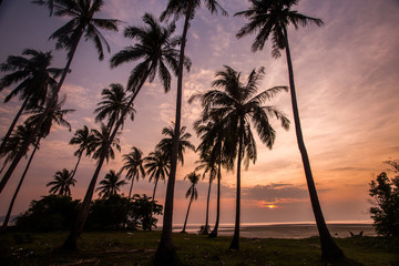 Silhouette of palm trees at sunset.