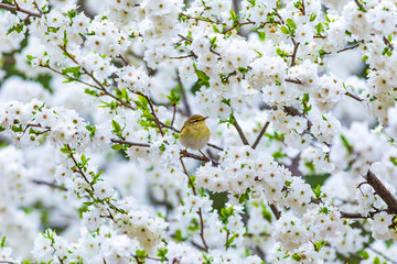 Spring nature and birds. White flowers background. Bird: Willow Warbler. Phylloscopus trochilus. © Serkan Mutan