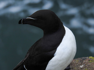 Black and White Razorbill on the Isle of May