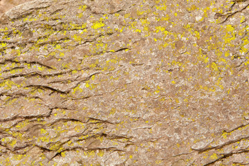 Texture of a large stone